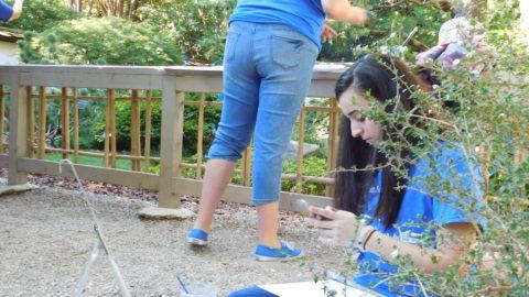 Painting in the bonsai garden