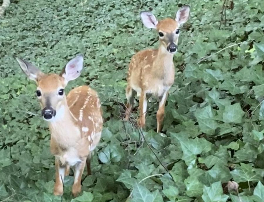 Two fawns in the forest near Murphey Candler Park.