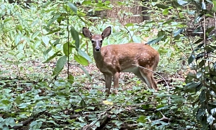 A deer at Murphey Candler Park.