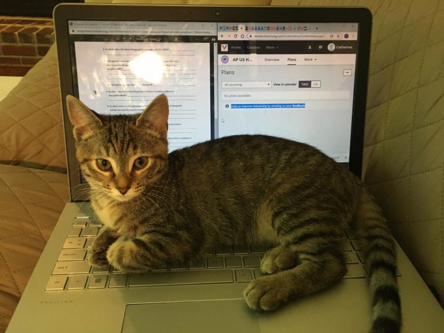 Pets often became distractions in home offices. Coco Cossaboom, about three months old, prevented Catherine Cossaboom(21) from getting any work done for APUSH. 