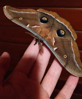 Moth that I hatched (male, polyphemus)