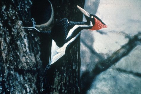 Colorized version of a 1935 photo of a male ivory-billed woodpecker, now believed to be extinct. Photographed by Arthur A. Allen. Forestry Images/Wikipedia, CC BY