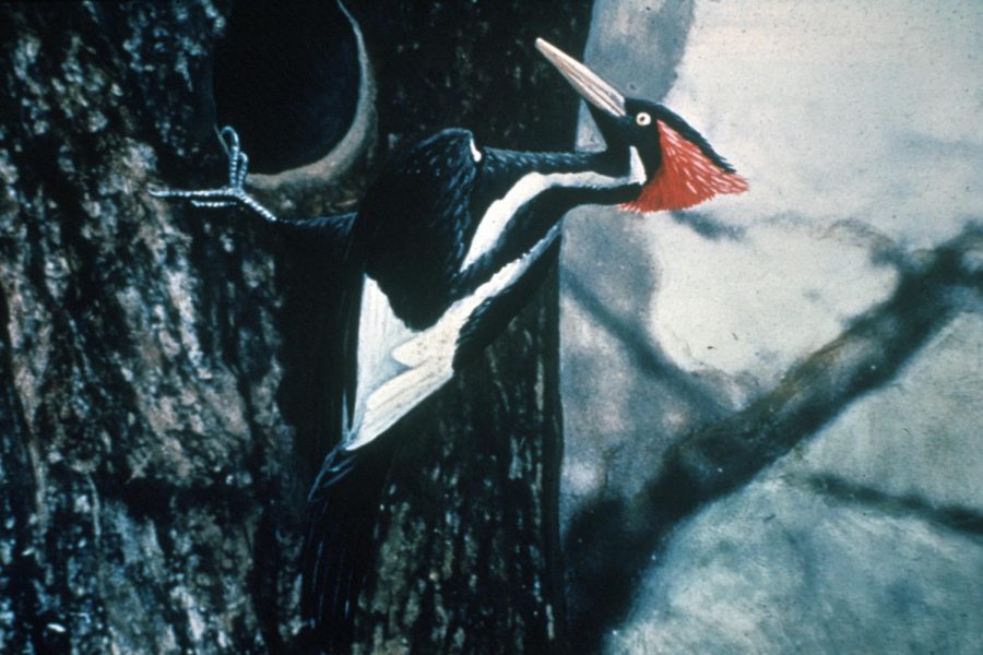 Colorized+version+of+a+1935+photo+of+a+male+ivory-billed+woodpecker%2C+now+believed+to+be+extinct.+Photographed+by+Arthur+A.+Allen.+Forestry+Images%2FWikipedia%2C+CC+BY