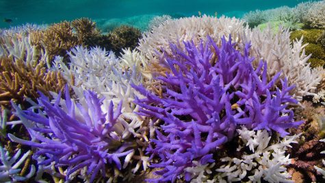 Some Acropora corals turn bright neon colors in the Pacific Ocean, a response that can help them to recover from coral bleaching. Photo Courtesy of Richard Vevers/The Ocean Agency, XL CATLIN SEAVIEW SURVEY
