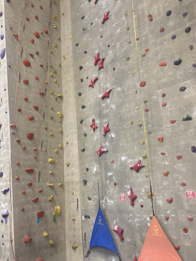 Image of what the speed climb looks like (the red tabs are holds). Photo by Miles Forshay
