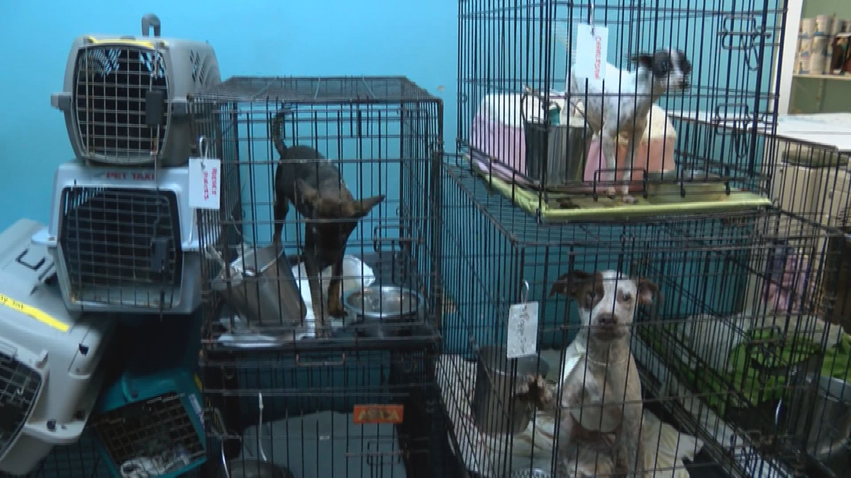 One of the many shelters faced with overcrowding in Jasper County, Georgia. Photo Courtesy of WTOC, Savannah
