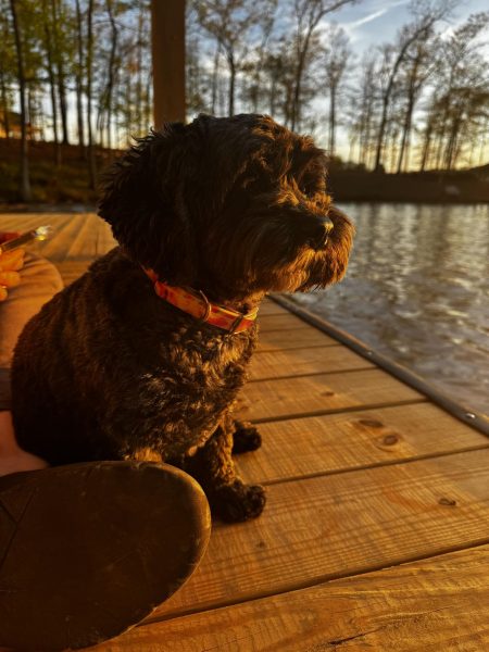 Pepper Lyons watching the sunset at the lake. Photo by Addison Lyons