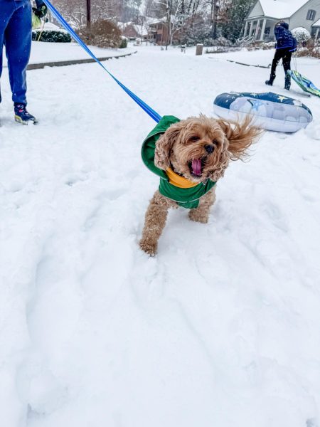 Michael Bryant’s dog, Teddy, enjoying the snow.
Photo Courtesy of Michael Bryant

