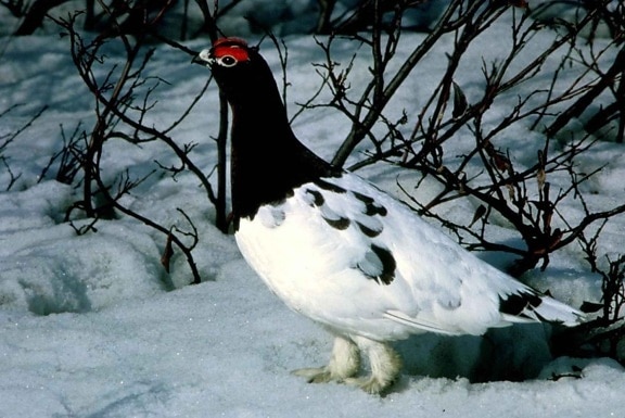 A Willow Ptarmigan bird in the snow.
Photo Courtesy of Pixnio.
