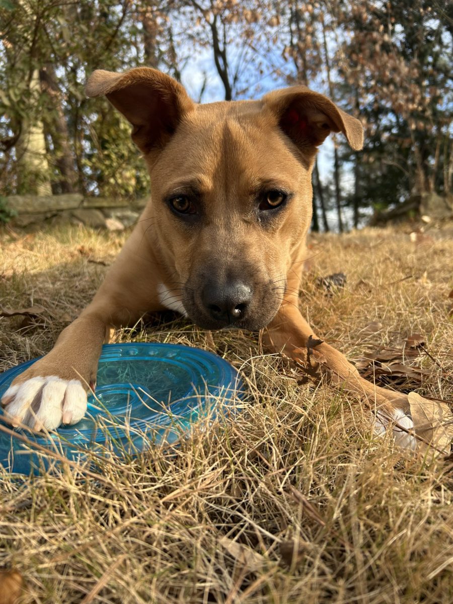 Mallory's new dog, Scout. Photo courtesy of Mallory Williams.